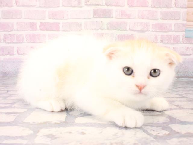 奈良県のスコティッシュフォールド (Coo&RIKU奈良新庄店/2025年12月17日生まれ/男の子/クリームホワイト)の子猫の2枚目の画像