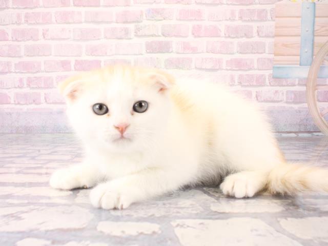 奈良県のスコティッシュフォールド (Coo&RIKU奈良新庄店/2025年12月17日生まれ/男の子/クリームホワイト)の子猫の3枚目の画像