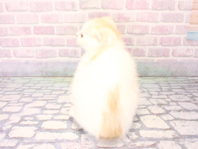 奈良県のスコティッシュフォールド (Coo&RIKU奈良新庄店/2025年12月17日生まれ/男の子/クリームホワイト)の子猫の4枚目の画像