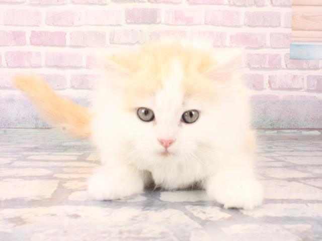 大阪府のスコティッシュフォールド (Coo&RIKU枚方店/2025年12月17日生まれ/男の子/クリームホワイト)の子猫の1枚目の画像