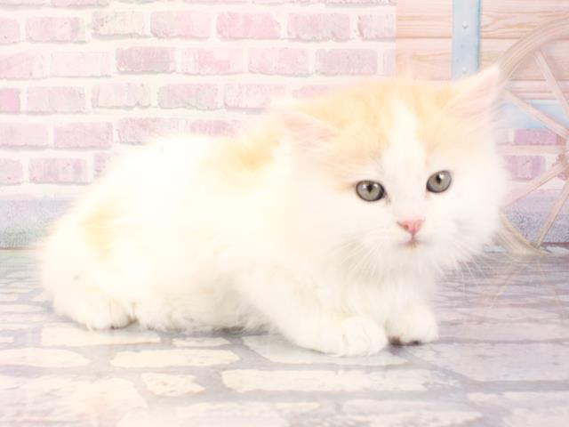大阪府のスコティッシュフォールド (Coo&RIKU枚方店/2025年12月17日生まれ/男の子/クリームホワイト)の子猫の2枚目の画像