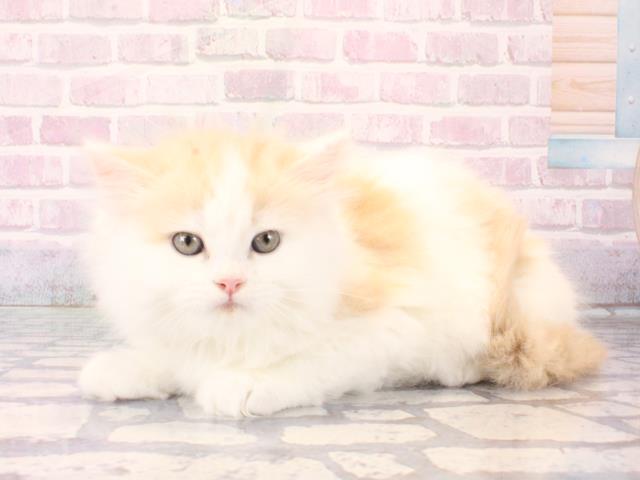 大阪府のスコティッシュフォールド (Coo&RIKU枚方店/2025年12月17日生まれ/男の子/クリームホワイト)の子猫の3枚目の画像
