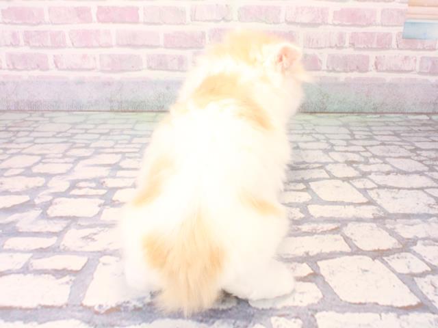 大阪府のスコティッシュフォールド (Coo&RIKU枚方店/2025年12月17日生まれ/男の子/クリームホワイト)の子猫の4枚目の画像