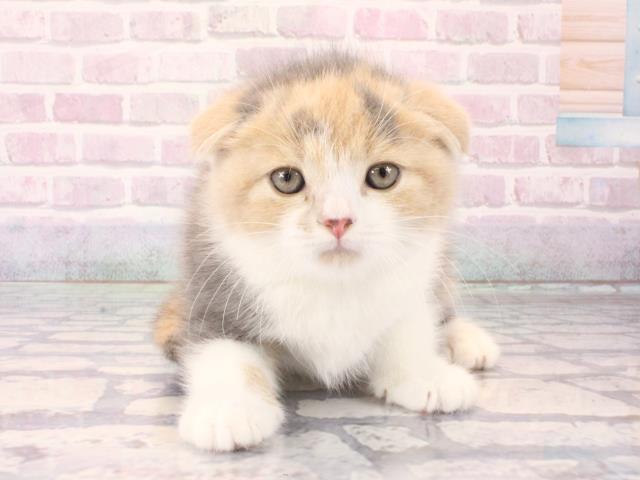 大阪府のスコティッシュフォールド (Coo&RIKU東大阪店/2025年12月17日生まれ/女の子/ダイリュートキャリコ)の子猫の1枚目の画像