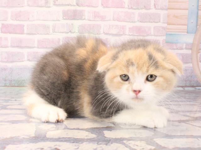 大阪府のスコティッシュフォールド (Coo&RIKU東大阪店/2025年12月17日生まれ/女の子/ダイリュートキャリコ)の子猫の2枚目の画像
