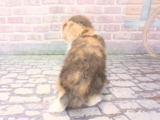 大阪府のスコティッシュフォールド (Coo&RIKU東大阪店/2025年12月17日生まれ/女の子/ダイリュートキャリコ)の子猫の4枚目の画像