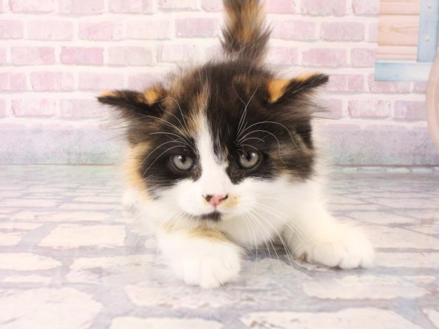 スコティッシュフォールド（立ち耳）