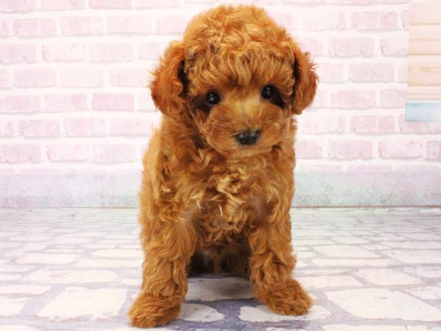 大阪府のトイプードル(トイ) (Coo&RIKU心斎橋店/2025年12月16日生まれ/男の子/レッドフォーン)の子犬の1枚目の画像