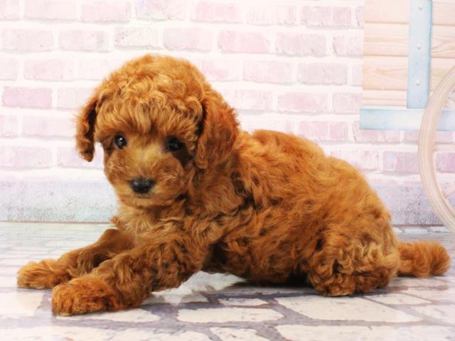 大阪府のトイプードル(トイ) (Coo&RIKU心斎橋店/2025年12月16日生まれ/男の子/レッドフォーン)の子犬の3枚目の画像