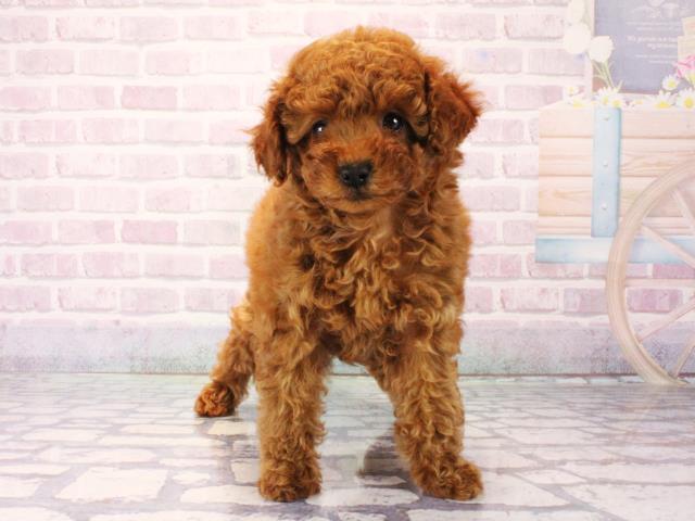 滋賀県のトイプードル(トイ) (Coo&RIKUアヤハディオ水口店/2025年12月16日生まれ/女の子/レッドフォーン)の子犬の1枚目の画像