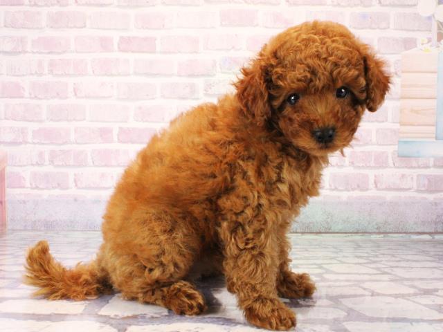 滋賀県のトイプードル(トイ) (Coo&RIKUアヤハディオ水口店/2025年12月16日生まれ/女の子/レッドフォーン)の子犬の2枚目の画像