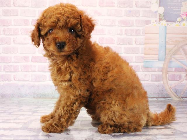 滋賀県のトイプードル(トイ) (Coo&RIKUアヤハディオ水口店/2025年12月16日生まれ/女の子/レッドフォーン)の子犬の3枚目の画像