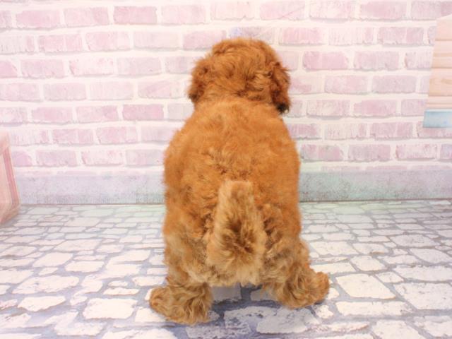 滋賀県のトイプードル(トイ) (Coo&RIKUアヤハディオ水口店/2025年12月16日生まれ/女の子/レッドフォーン)の子犬の4枚目の画像