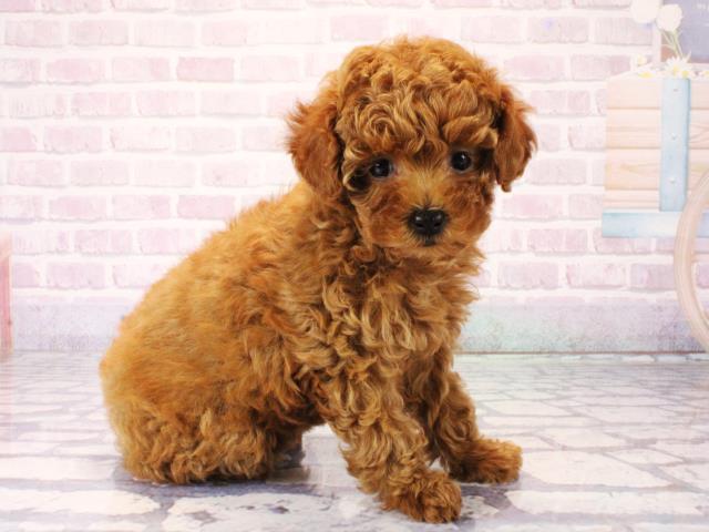 大阪府のトイプードル(トイ) (Coo&RIKU天王寺店/2025年12月16日生まれ/女の子/レッドフォーン)の子犬の2枚目の画像