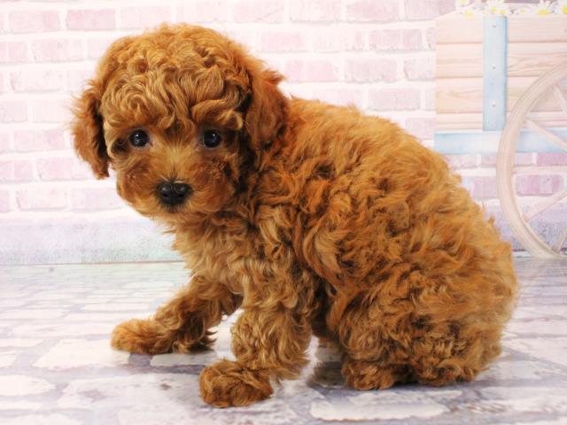 大阪府のトイプードル(トイ) (Coo&RIKU天王寺店/2025年12月16日生まれ/女の子/レッドフォーン)の子犬の3枚目の画像