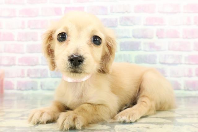 宮城県のミニチュアダックスフンド(ロング) (Coo&RIKU仙台太白店/2025年12月16日生まれ/女の子/イエロー)の子犬の2枚目の画像