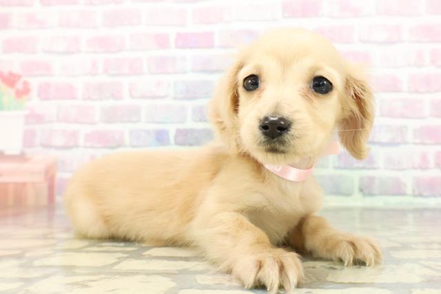 宮城県のミニチュアダックスフンド(ロング) (Coo&RIKU仙台太白店/2025年12月16日生まれ/女の子/イエロー)の子犬の3枚目の画像