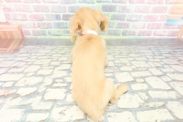 宮城県のミニチュアダックスフンド(ロング) (Coo&RIKU仙台太白店/2025年12月16日生まれ/女の子/イエロー)の子犬の4枚目の画像