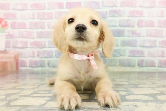 長野県のミニチュアダックスフンド(ロング) (Coo&RIKU綿半庄内店/2025年12月16日生まれ/女の子/イエロー)の子犬の1枚目の画像