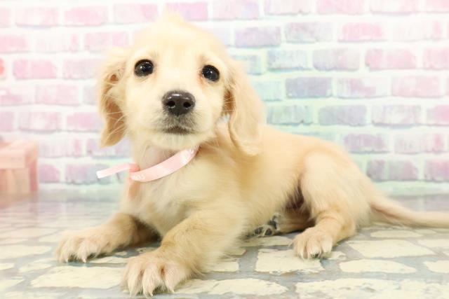 長野県のミニチュアダックスフンド(ロング) (Coo&RIKU綿半庄内店/2025年12月16日生まれ/女の子/イエロー)の子犬の2枚目の画像