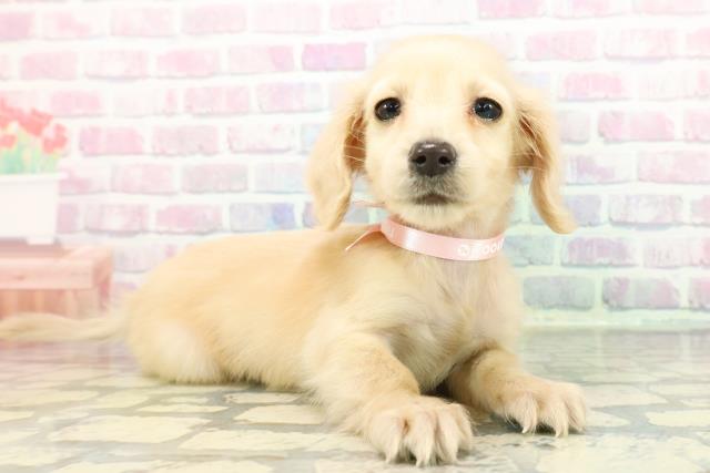 長野県のミニチュアダックスフンド(ロング) (Coo&RIKU綿半庄内店/2025年12月16日生まれ/女の子/イエロー)の子犬の3枚目の画像