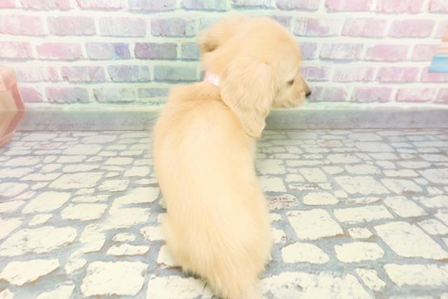 長野県のミニチュアダックスフンド(ロング) (Coo&RIKU綿半庄内店/2025年12月16日生まれ/女の子/イエロー)の子犬の4枚目の画像