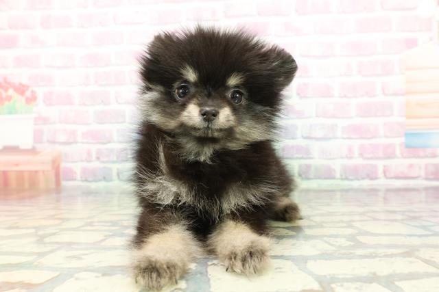 秋田県のポメラニアン (Coo&RIKU秋田店/2025年12月18日生まれ/女の子/ブラックタン)の子犬の1枚目の画像