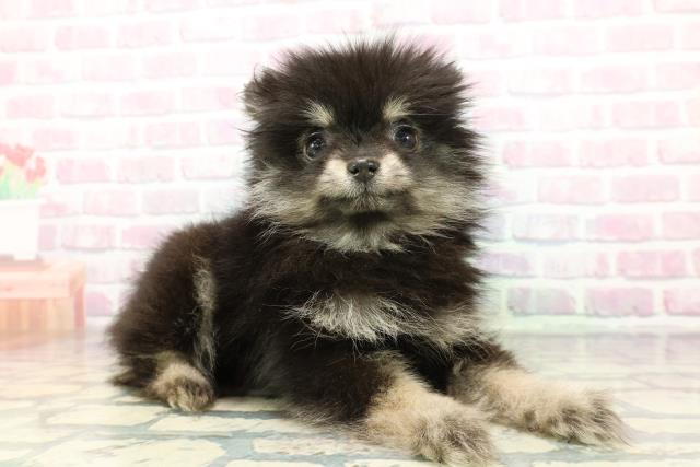 秋田県のポメラニアン (Coo&RIKU秋田店/2025年12月18日生まれ/女の子/ブラックタン)の子犬の3枚目の画像