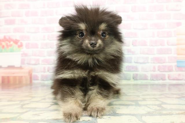 山形県のポメラニアン (Coo&RIKU山形店/2025年12月18日生まれ/女の子/ブラックタン)の子犬の1枚目の画像