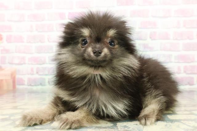 山形県のポメラニアン (Coo&RIKU山形店/2025年12月18日生まれ/女の子/ブラックタン)の子犬の2枚目の画像