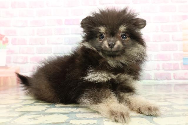 山形県のポメラニアン (Coo&RIKU山形店/2025年12月18日生まれ/女の子/ブラックタン)の子犬の3枚目の画像