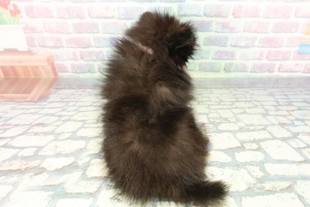 山形県のポメラニアン (Coo&RIKU山形店/2025年12月18日生まれ/女の子/ブラックタン)の子犬の4枚目の画像