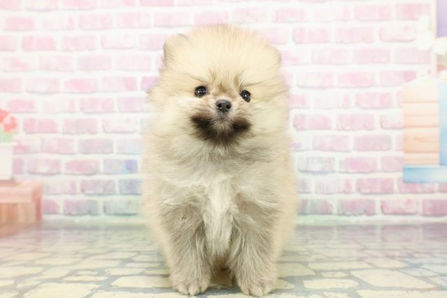 福島県のポメラニアン (Coo&RIKU会津若松店/2025年12月19日生まれ/男の子/オレンジ)の子犬の1枚目の画像