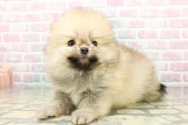 福島県のポメラニアン (Coo&RIKU会津若松店/2025年12月19日生まれ/男の子/オレンジ)の子犬の2枚目の画像