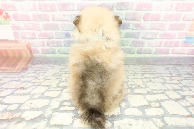 福島県のポメラニアン (Coo&RIKU会津若松店/2025年12月19日生まれ/男の子/オレンジ)の子犬の4枚目の画像