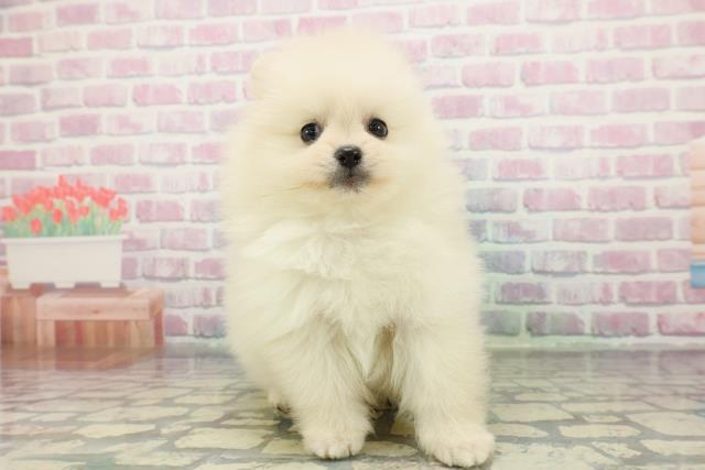 福島県のポメラニアン (Coo&RIKUいわき店/2025年12月19日生まれ/女の子/クリーム)の子犬の1枚目の画像