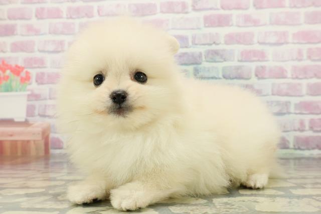 福島県のポメラニアン (Coo&RIKUいわき店/2025年12月19日生まれ/女の子/クリーム)の子犬の2枚目の画像