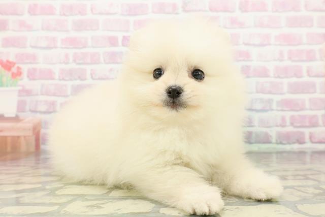 福島県のポメラニアン (Coo&RIKUいわき店/2025年12月19日生まれ/女の子/クリーム)の子犬の3枚目の画像