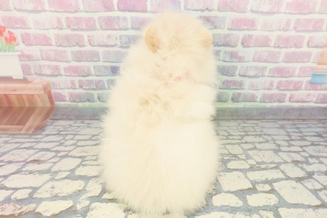 福島県のポメラニアン (Coo&RIKUいわき店/2025年12月19日生まれ/女の子/クリーム)の子犬の4枚目の画像