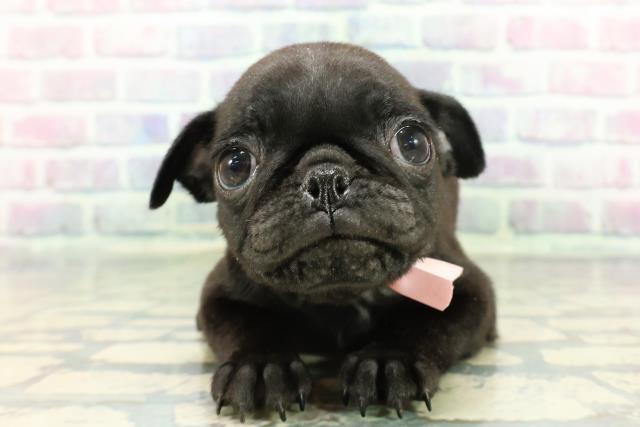 北海道のパグ (Coo&RIKU函館店/2025年12月15日生まれ/女の子/ブラック)の子犬