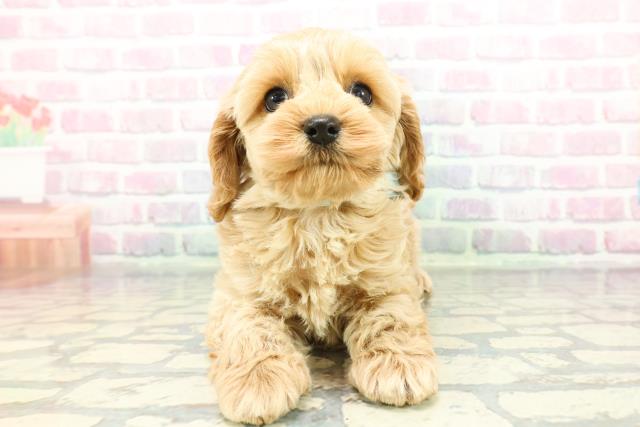 北海道のコッカプー(アメリカンコッカースパニエル×プードル) (Coo&RIKU札幌東店/2025年12月22日生まれ/男の子/アプリコット)の子犬