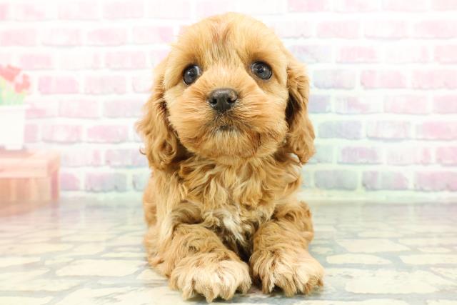 北海道のコッカプー(アメリカンコッカースパニエル×プードル) (Coo&RIKU岩見沢店/2025年12月22日生まれ/女の子/レッド)の子犬