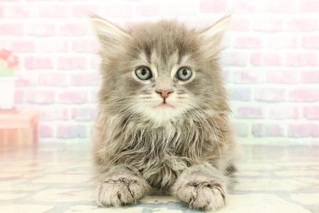 群馬県のサイベリアン (Coo&RIKU前橋店/2025年12月21日生まれ/男の子/ブルータビー)の子猫の1枚目の画像