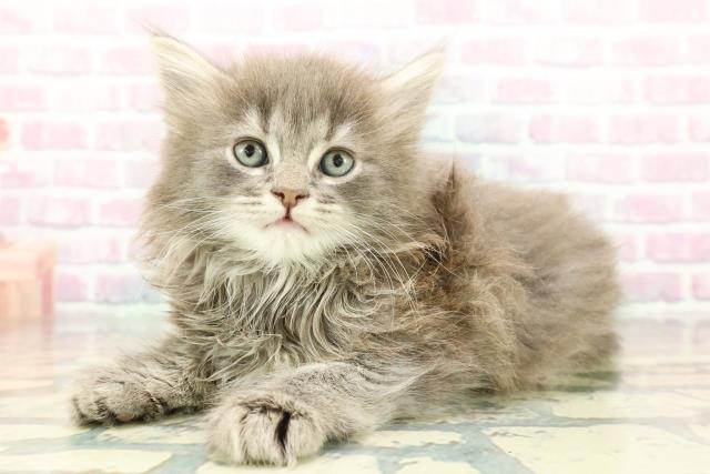 群馬県のサイベリアン (Coo&RIKU前橋店/2025年12月21日生まれ/男の子/ブルータビー)の子猫の2枚目の画像