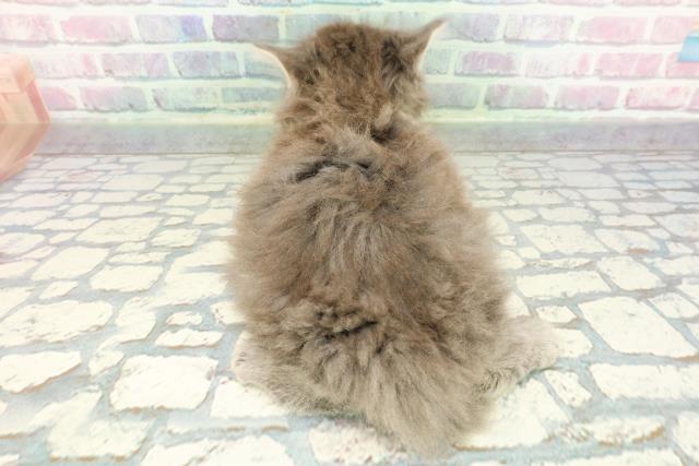 群馬県のサイベリアン (Coo&RIKU前橋店/2025年12月21日生まれ/男の子/ブルータビー)の子猫の4枚目の画像