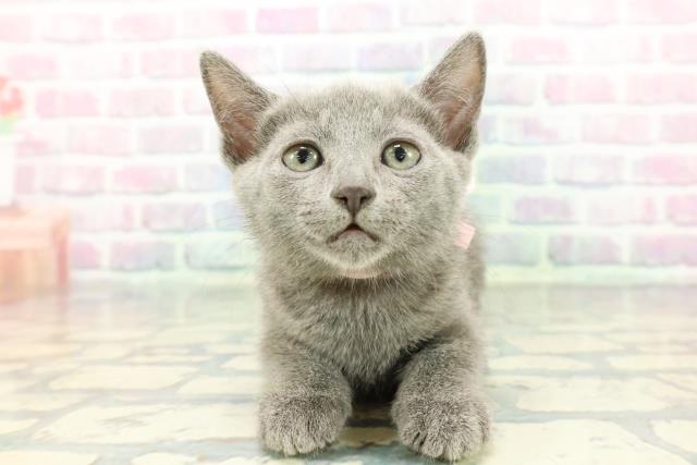 群馬県のロシアンブルー (Coo&RIKU伊勢崎店/2025年12月15日生まれ/女の子/ブルー)の子猫の1枚目の画像