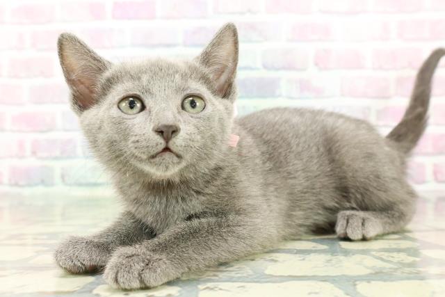 群馬県のロシアンブルー (Coo&RIKU伊勢崎店/2025年12月15日生まれ/女の子/ブルー)の子猫の2枚目の画像