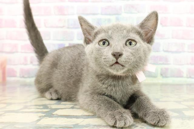 群馬県のロシアンブルー (Coo&RIKU伊勢崎店/2025年12月15日生まれ/女の子/ブルー)の子猫の3枚目の画像
