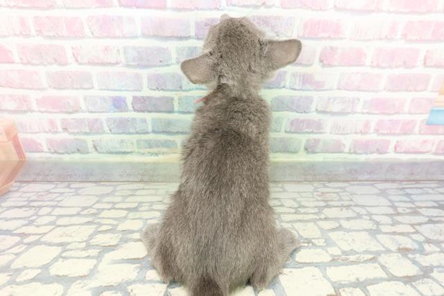 群馬県のロシアンブルー (Coo&RIKU伊勢崎店/2025年12月15日生まれ/女の子/ブルー)の子猫の4枚目の画像