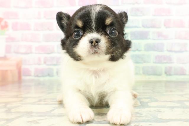 東京都のチワワ(ロング) (Coo&RIKU新宿三丁目店/2025年12月22日生まれ/女の子/ホワイトブラックタン)の子犬の1枚目の画像